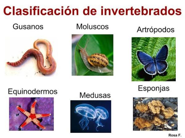 Animales invertebrada.